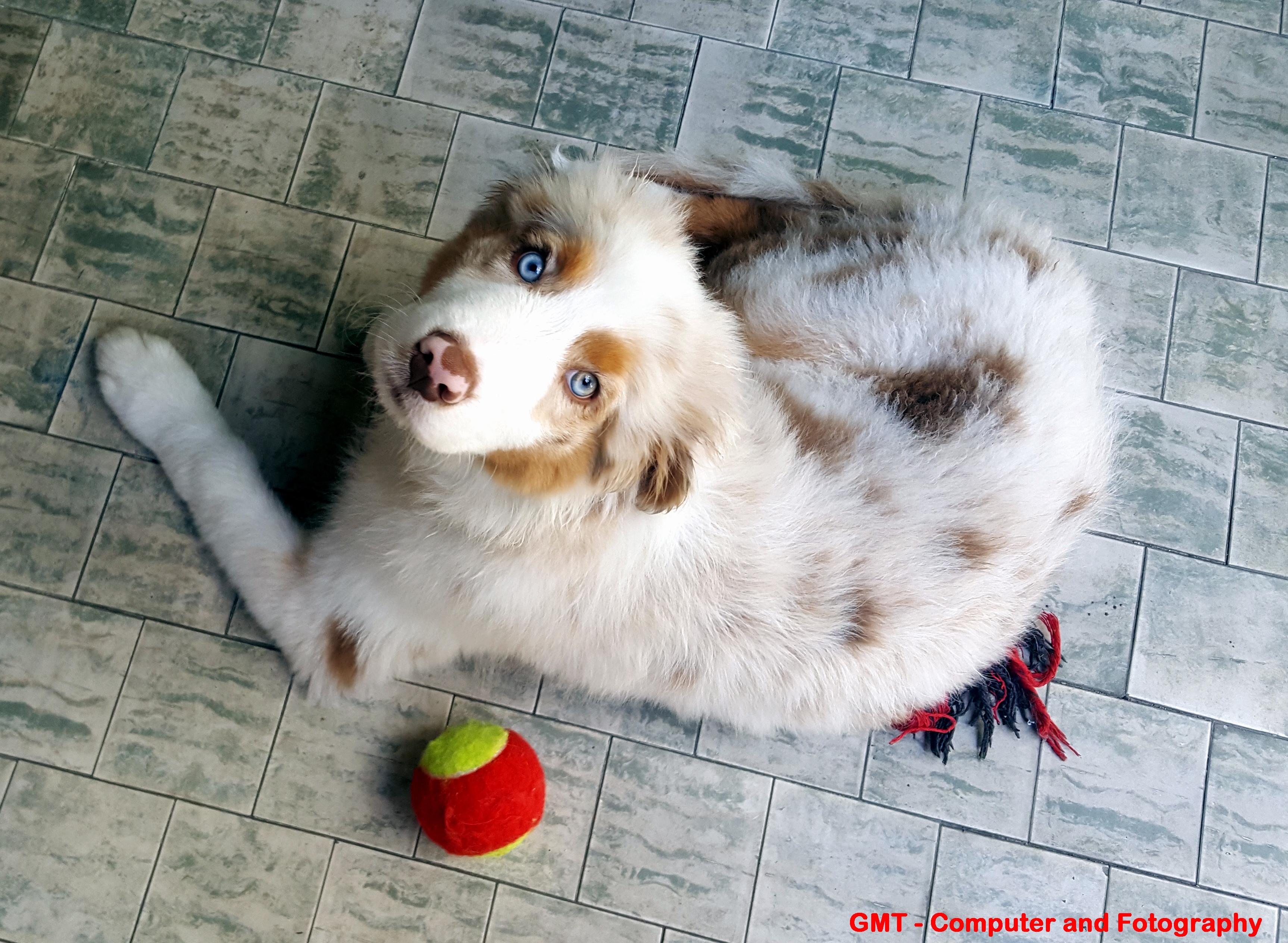 Chucky Austalian Shepherd Red Merle